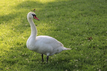 swan in the park