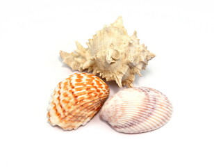 Sea shell isolated on white background. Close-up.