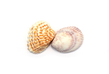 Sea shell isolated on white background. Close-up.