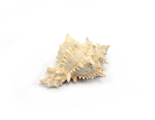 Sea shell isolated on white background. Close-up.