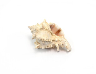 Sea shell isolated on white background. Close-up.