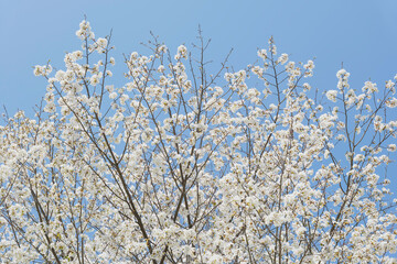 Blue sky and white cherry blossoms, spring scenery