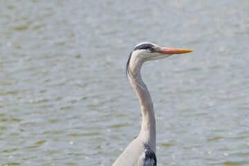 Closeup of a gray heron by the pond