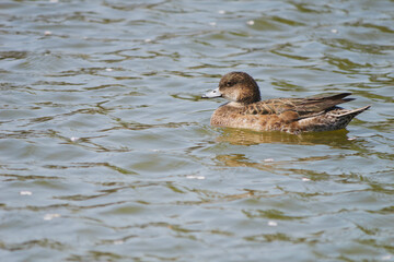 Waterfowl and ducks swimming in a pond