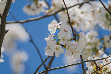 Blue sky and white cherry blossoms, spring scenery