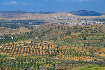 Les oliveraies