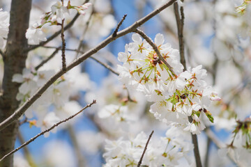 white cherry blossoms, spring scenery