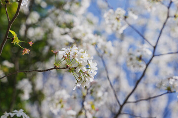 white cherry blossoms, spring scenery