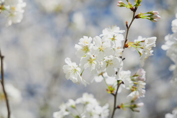 Blue sky and white cherry blossoms, spring scenery