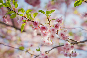 Pink cherry blossoms, close-up, spring