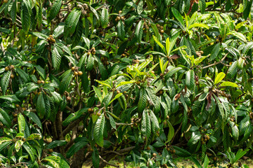 Сlose-up of lush Japanese medlar (Eriobotrya Japonica) tree with bright green leaves and clusters...