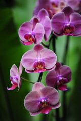 Fototapeta premium Bunches of Pink Phalaenopsis or Moth Orchid with blurred green background