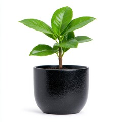 Vibrant green plant with glossy leaves in a speckled dark pot against a bright white background