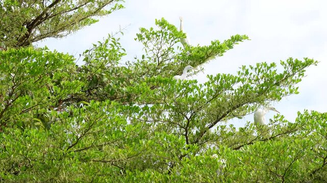 Flock of Cattle Egret or Bubulcus ibis birds, White birds are grouped together in a tree, Flocks of migratory birds from cold continents.