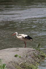 white stork in the water