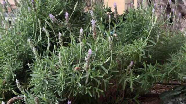 Buisson verdoyant en mouvement sous l'effet du vent, captur&eacute; en pleine nature par une journ&eacute;e ensoleill&eacute;e. Vid&eacute;o apaisante id&eacute;ale pour des projets li&eacute;s &agrave; l&rsquo;environnement, la relaxation et la nature.