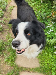 Pet activity. Dog outdoors. Cute puppy dog border collie walking on park. Pet dog walking in summer day outdoors. Funny emotional dog having playful mood. Love for pets friendship companion pet care