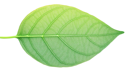 Vibrant green leaf on rustic plaid, a study of nature's textures and patterns green