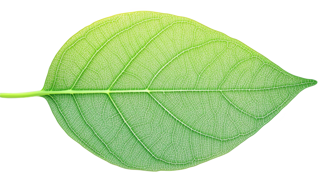 Vibrant green leaf on rustic plaid, a study of nature's textures and patterns green