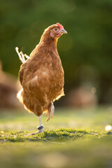 Hen in a farmyard (Gallus gallus domesticus)