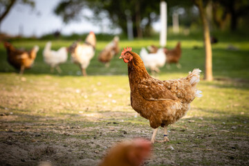 Hen in a farmyard (Gallus gallus domesticus)