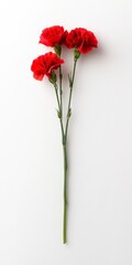 Obraz premium Three red carnations on a white background, stems aligned vertically. Simple, minimalist floral arrangement