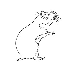 Vector isolated simple minimal hamster colorless black and white contour line easy drawing