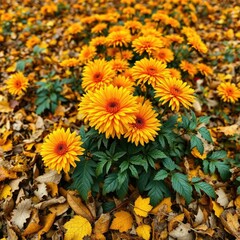Amber hues of chrysanthemums amidst a blanket of fallen leaves, foliage, fallen leaves