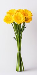 Fototapeta premium Vibrant yellow gerbera daisies arranged in a bouquet against a bright white background. The stems are tightly bound together, creating a simple yet