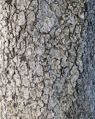 Tree trunk texture. Pine bark close-up, tree bark background