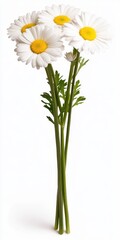 Close up of a small bouquet of four white daisies with yellow centers and green stems against a white background