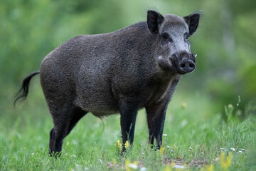 Big male wild boar with tusks at summer scenery