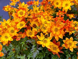 Bidens yellow red flowers, beggartick, black jack, bur marigold, cobbler’s pegs, Spanish needle, tickseed sunflower plant.