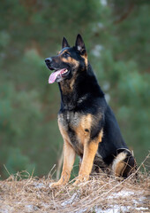 German shepherd dog outdoors in winter day. Selective focus on the dog