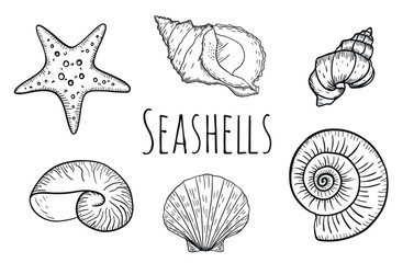 Hand-drawn seashell engravings set. Sea shell engraved in vintage style. Line art marine collection. Black and white sea design.
