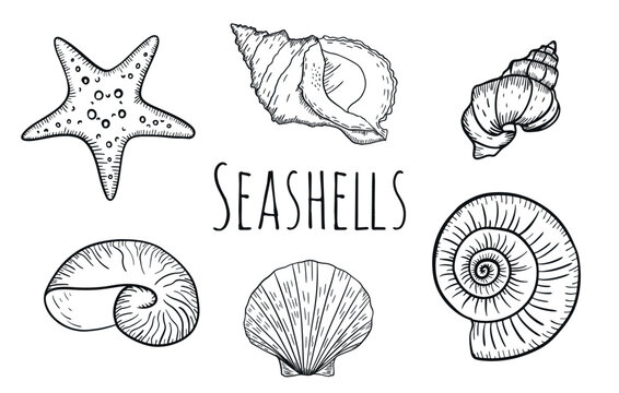 Hand-drawn seashell engravings set. Sea shell engraved in vintage style. Line art marine collection. Black and white sea design.