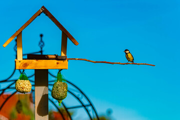 Parus major, great tit, on a sunny summer day in our garden