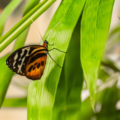 Mechanitis polymnia, Orange-spotted Tiger Clearwing butterfly, on a sunny summer day