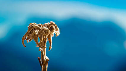 Leontopodium alpinum, Edelweiss, at Mount Almkopf, Bichlbach, Reutte, Tyrol, Austria
