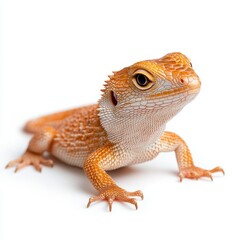Orange lizard on white background, studio shot. Reptile detail, textured skin, close up view
