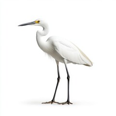 Fototapeta premium White egret standing on a white background, showcasing its elegant posture and detailed plumage. The bird's long neck and slender legs are prominent