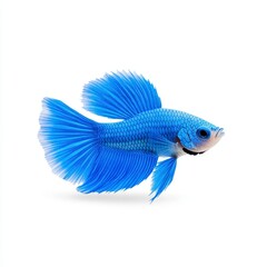 Vibrant blue betta fish with large, flowing fins, isolated on a white background. Detailed, pixel like texture