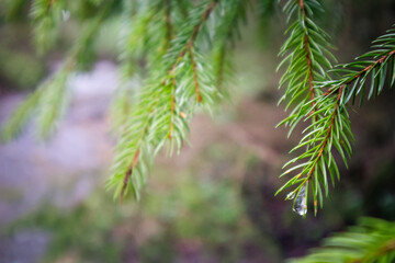 Raindrop-Kissed Pine Needles - A striking close-up of pine needles glistening with fresh raindrops, capturing nature’s delicate textures and the vibrant green hues of a serene forest setting.