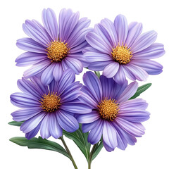 Obraz premium Purple Aster flower on transparent background