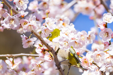大宮第二公園の梅園で蜜を吸うメジロ