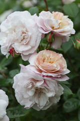 Beautiful and romantic pink english roses with lots of fresh buds in summer in the cottage garden.	