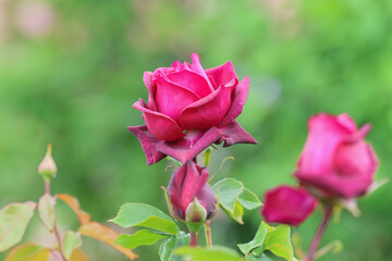 Beautiful and romantic dark pink english roses with lots of fresh buds in summer in the cottage garden.	