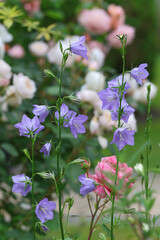 Beautiful view of  Bluebells Campanula and english roses and other perennial flowers in bright...
