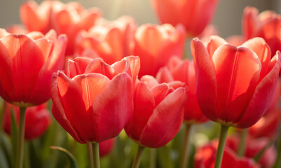 Fototapeta premium Red tulips in sunlight with soft green background. Blooming spring flowers for greeting card, Women's Day, Mother's Day, Veterans Day, memory, celebration, nature beauty