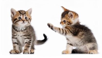 Adorable Kitten Playtime Collection Charming Feline Friends Frolic on a Transparent White Stage, Radiating Joy and Energy